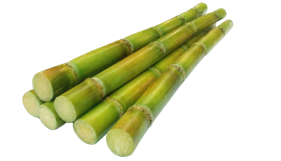 Fresh Sugarcane Bundle